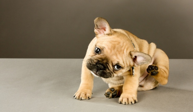 Ветеринар дерматолог в Москве