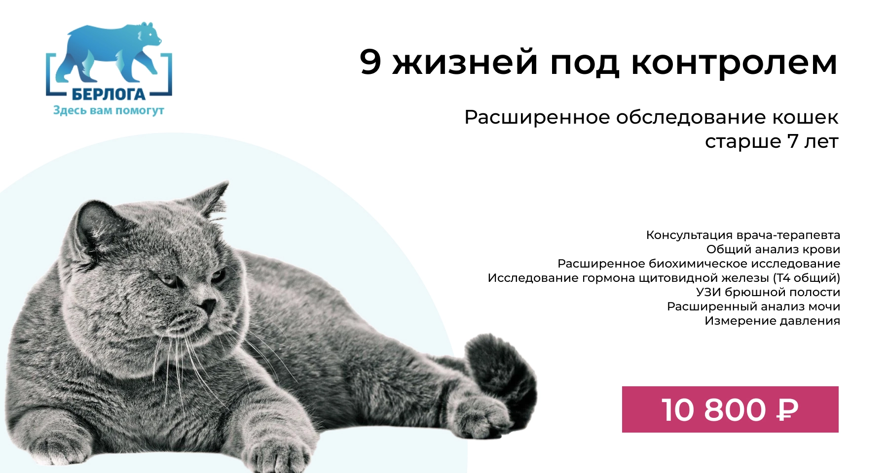Расширенное обследование кошек старше 7 лет