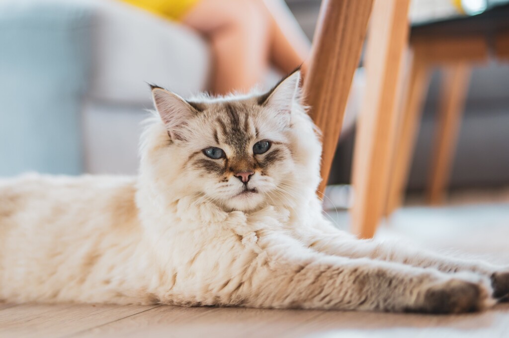 Недержание мочи у кота
