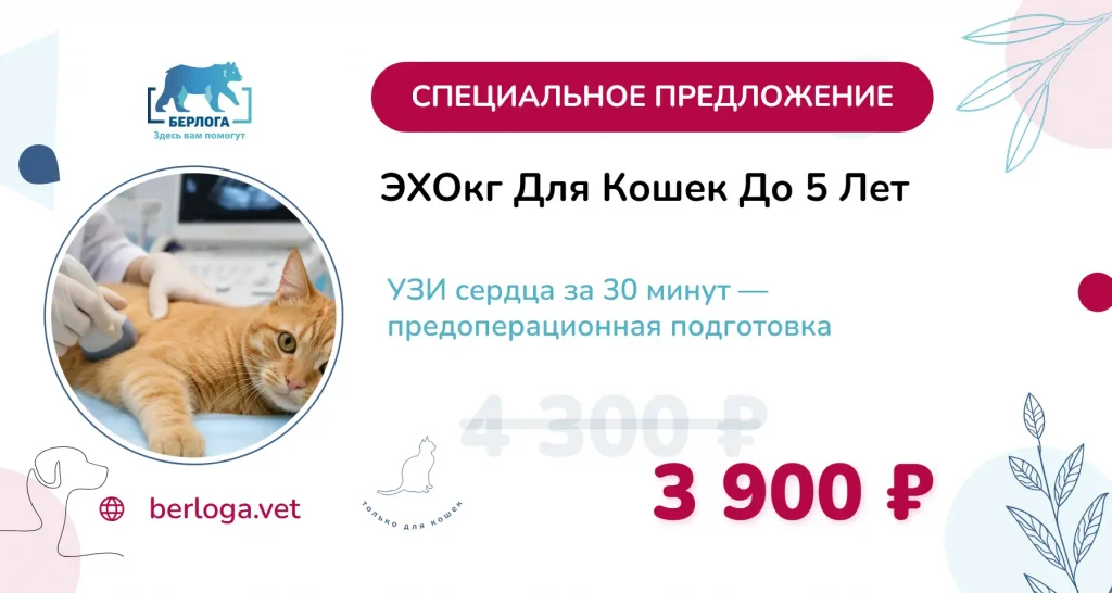 ЭХОкг для кошек до 5 лет — акция лето 2026, ветеринарная клиника Берлога