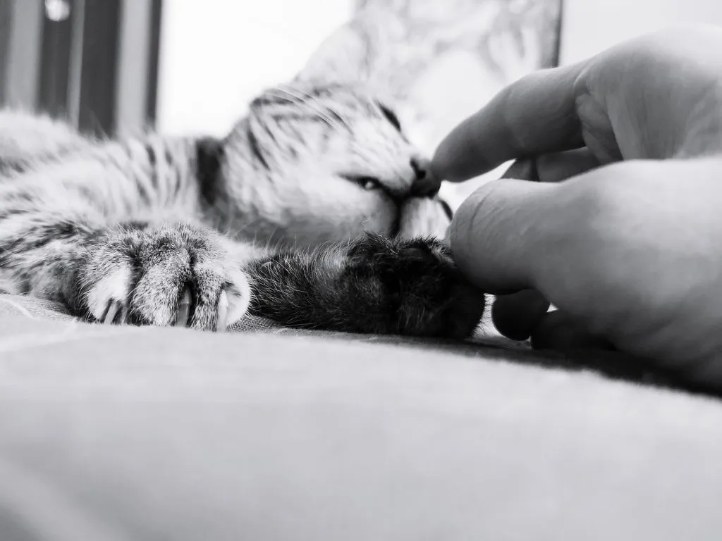 Гельминты у кошек и собак