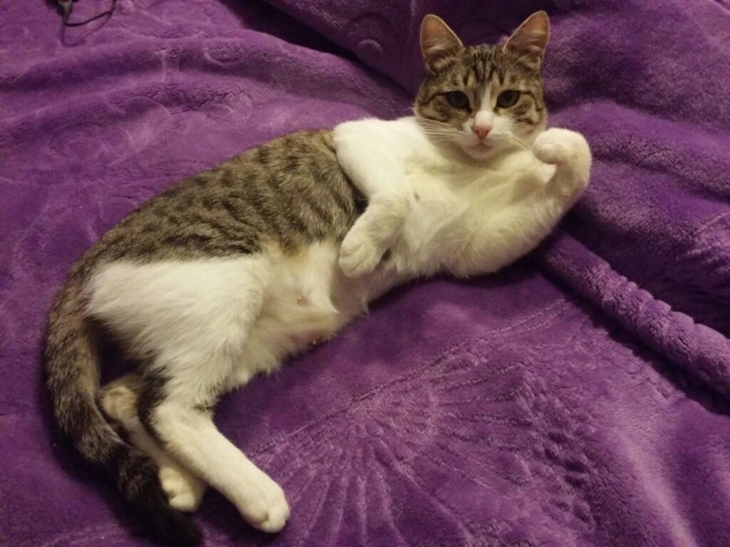 Грыжа у кота