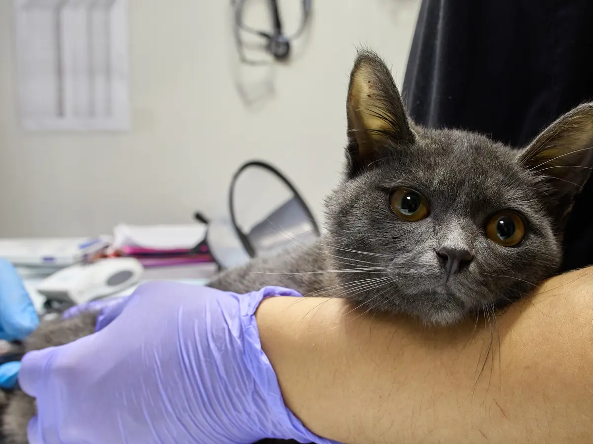 Кошка на руках у сотрудника ветеринарной клиники