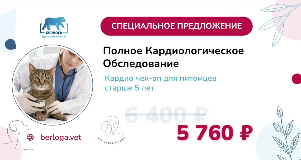 Полное кардиологическое обследование питомца — акция лето 2026, ветеринарная клиника Берлога
