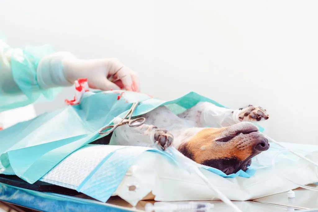Кесарево сечение у собак: особенности операции