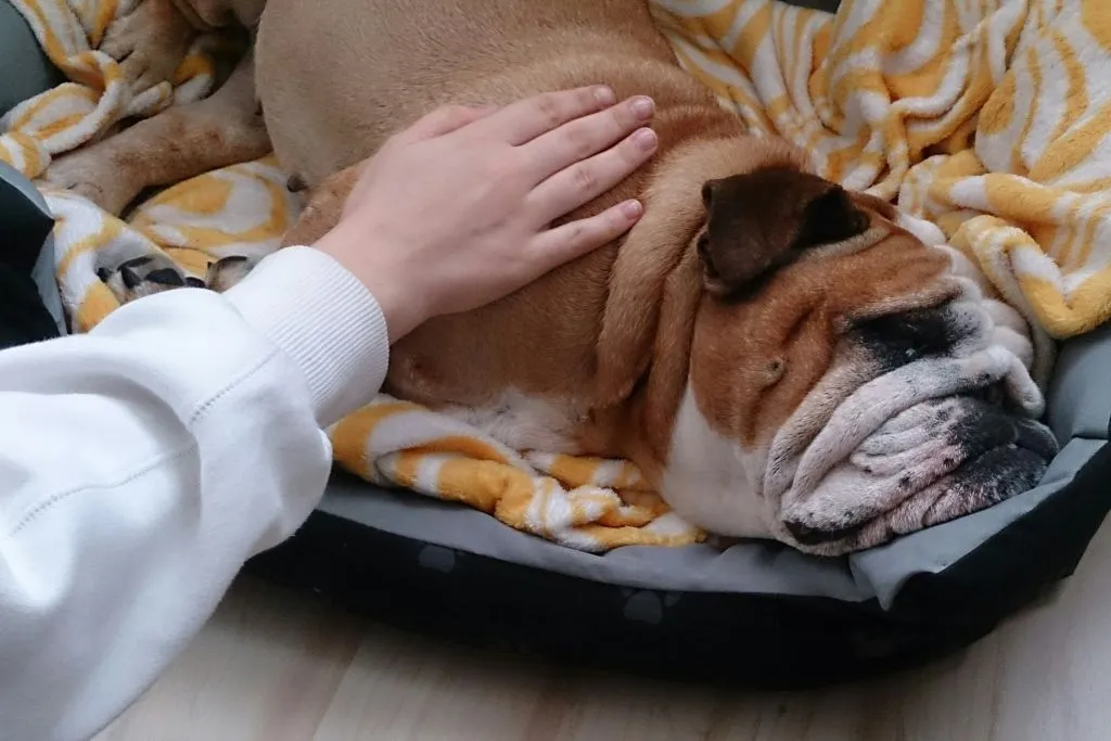 Парвовирусный энтерит у собак: симптомы и лечение