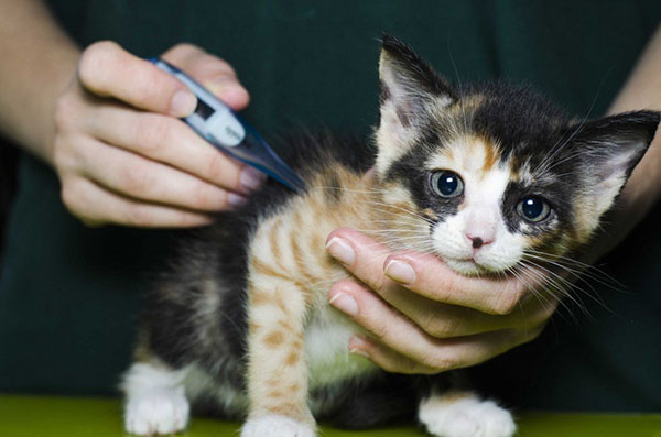 Лечение гриппа у кота