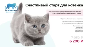Счастливый старт для котят. Обследование приютских и найденных котят.