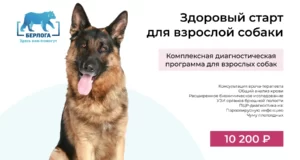 Здоровый старт для взрослых собак