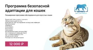 Программа безопасной адаптации для кошек